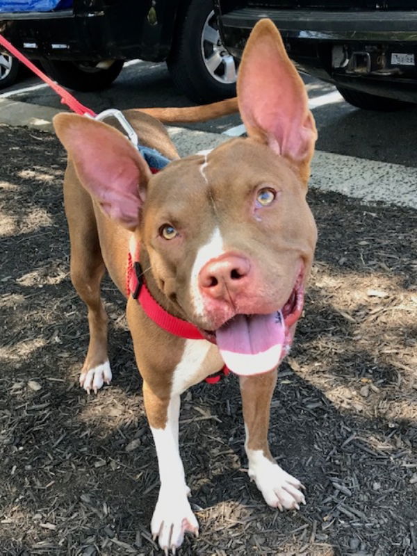 Holly *Adopt or Foster*, an adoptable Pit Bull Terrier in Fairfax, VA, 22038 | Photo Image 1