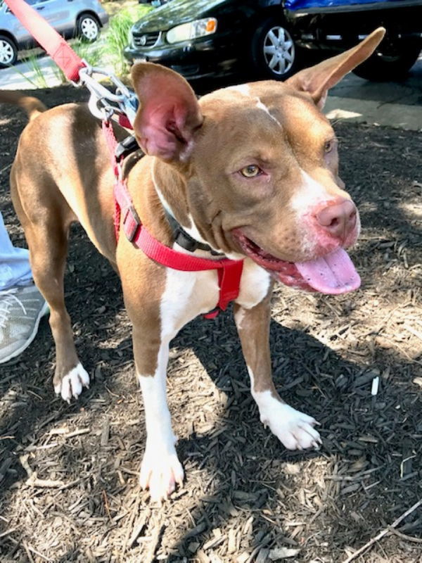 Holly *Adopt or Foster*, an adoptable Pit Bull Terrier in Fairfax, VA, 22038 | Photo Image 2