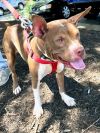 Holly *Adopt or Foster*