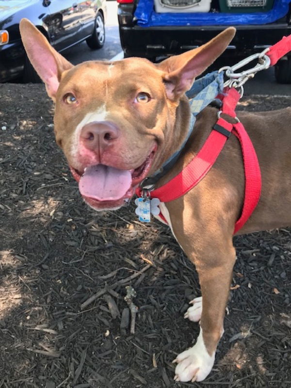 Holly *Adopt or Foster*, an adoptable Pit Bull Terrier in Fairfax, VA, 22038 | Photo Image 3