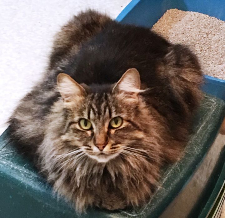 Cat For Adoption Clarissa A Domestic Long Hair Maine Coon Mix