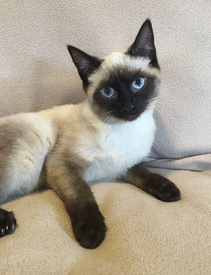 Siamese Cat Adoption Near Me - petfinder