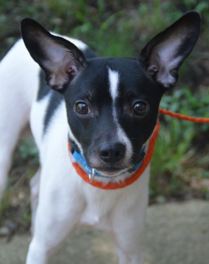 Adorable Pug Rat Terrier