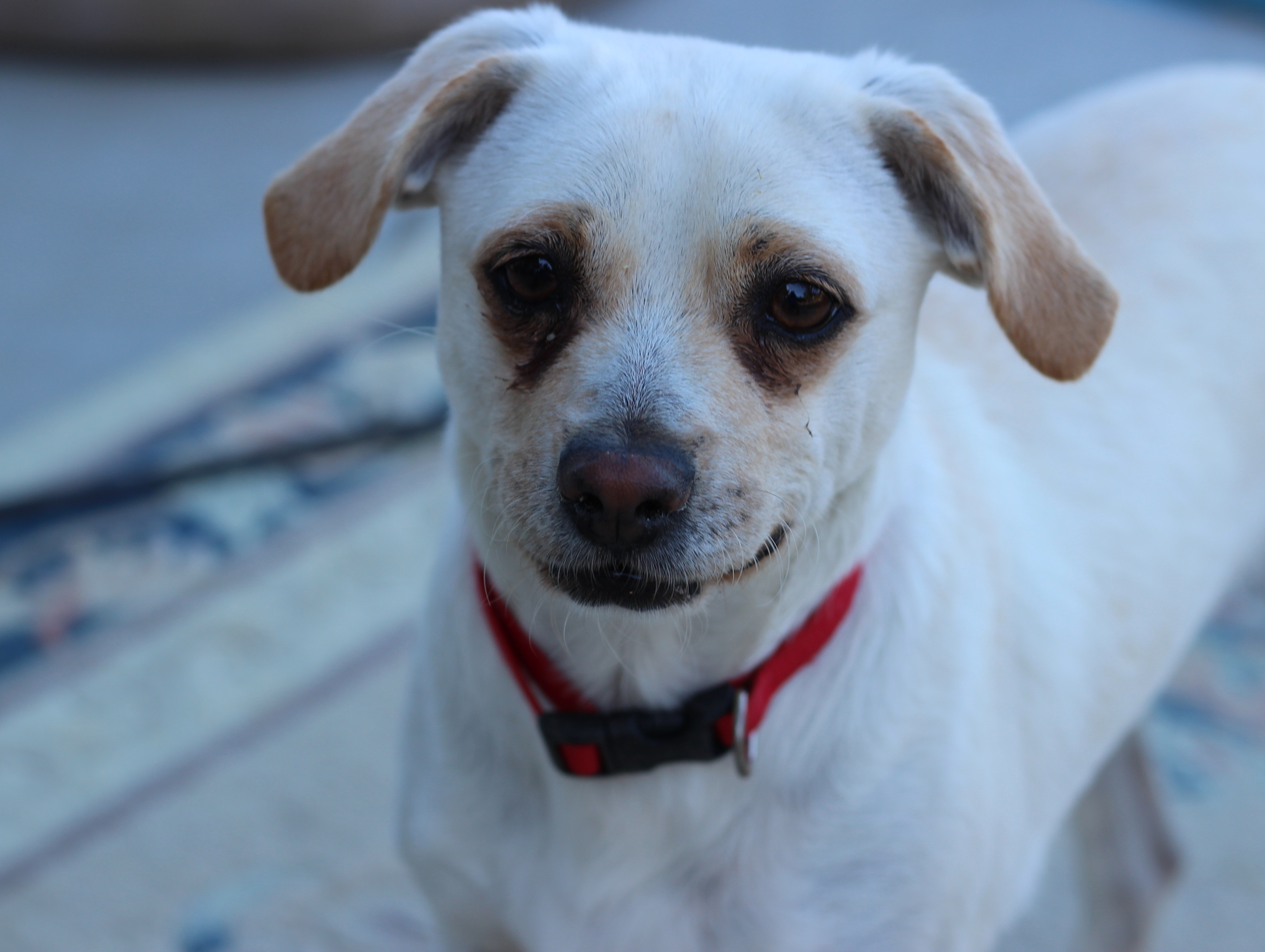 Russo, an adoptable Terrier in Creston, CA, 93432 | Photo Image 2