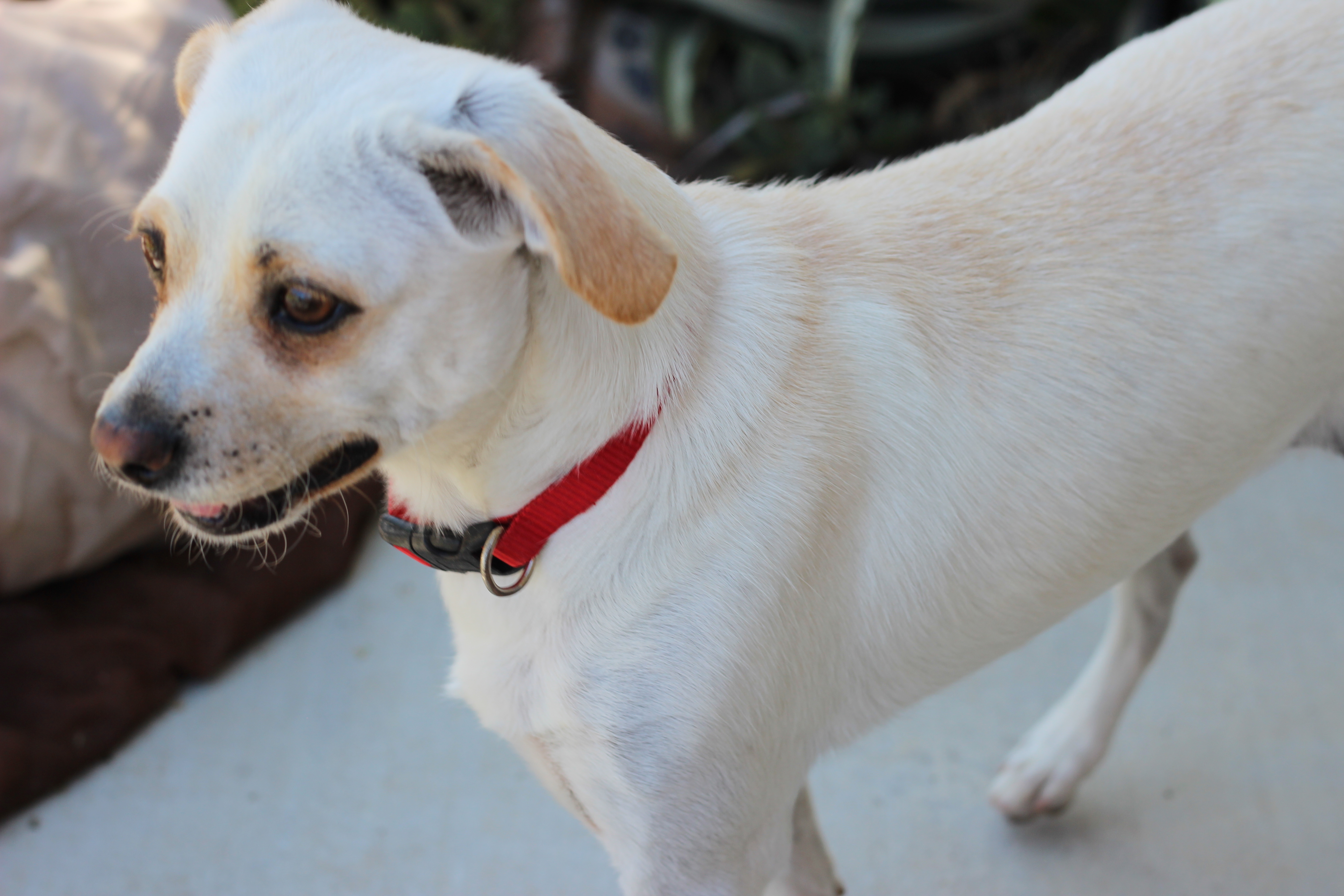 Russo, an adoptable Terrier in Creston, CA, 93432 | Photo Image 3