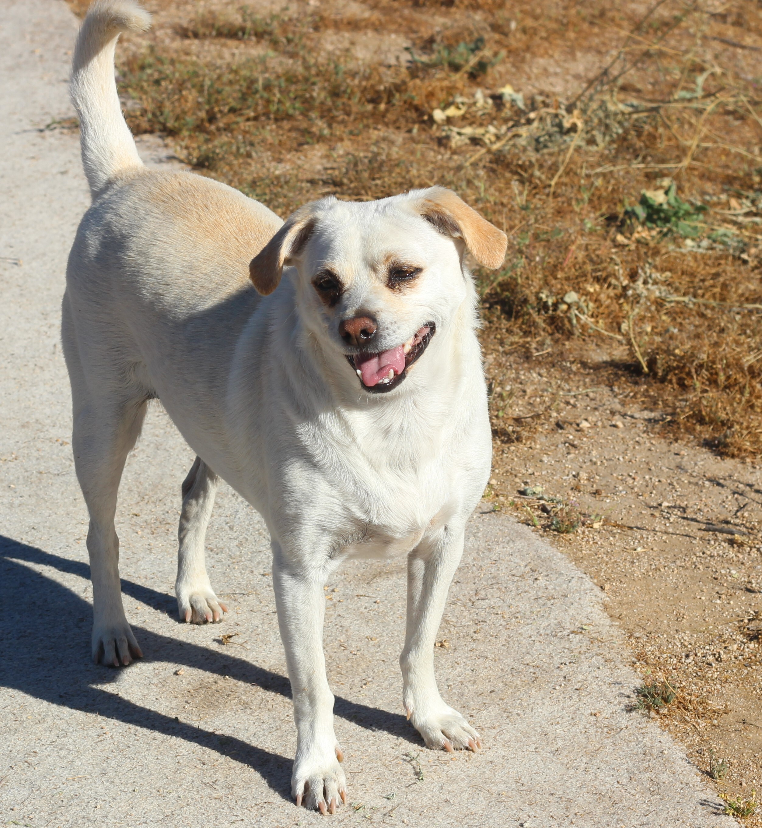 Russo, an adoptable Terrier in Creston, CA, 93432 | Photo Image 1