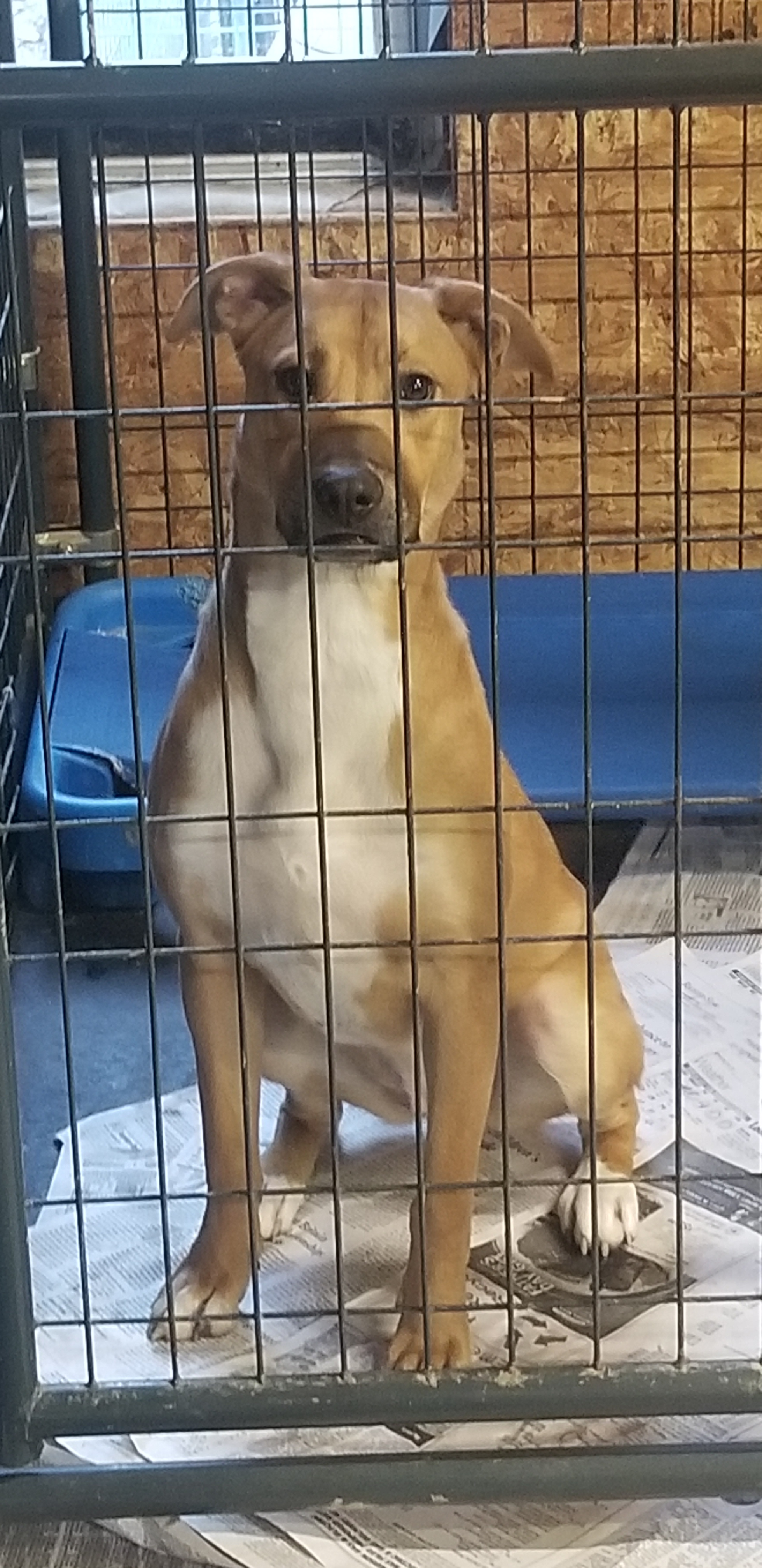 Petfinder Syracuse Ny - hdmwvv7