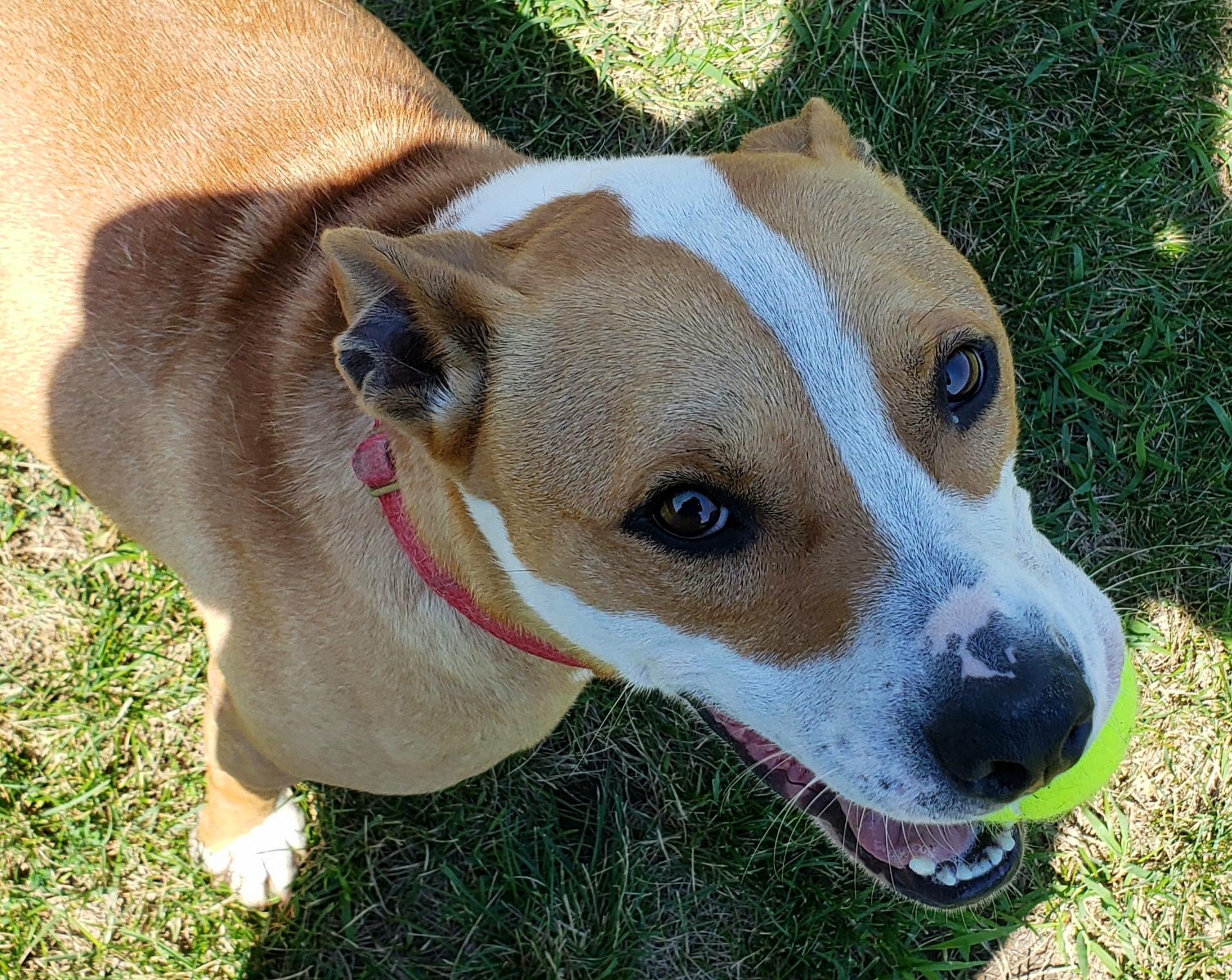 Bruno, an adoptable Pit Bull Terrier in Whiting, IN, 46394 | Photo Image 3
