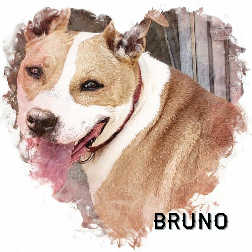 Bruno, an adoptable Pit Bull Terrier in Whiting, IN, 46394 | Photo Image 1