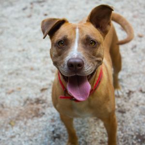 Dog For Adoption Ranger An Irish Water Spaniel Mix In Decatur