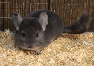 4 month old violet male chinchilla kit (baby)
