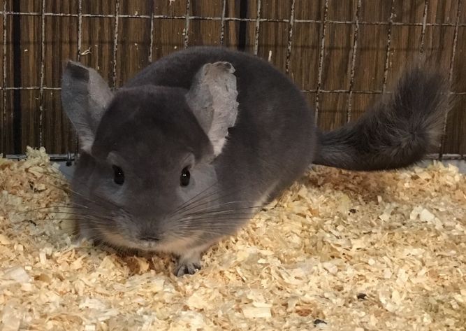 4 month old violet male chinchilla kit (baby)