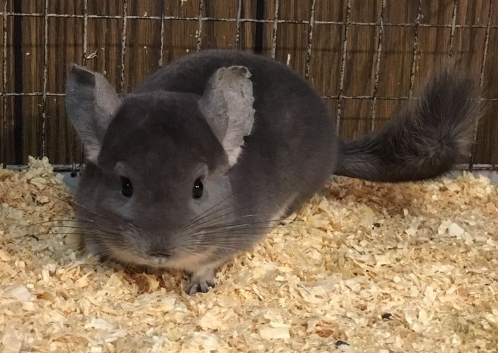 4 month old violet male chinchilla kit (baby) 1