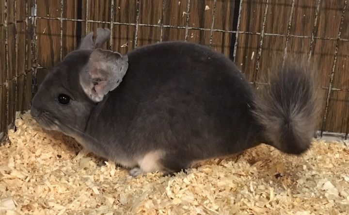 4 month old violet male chinchilla kit (baby) 2
