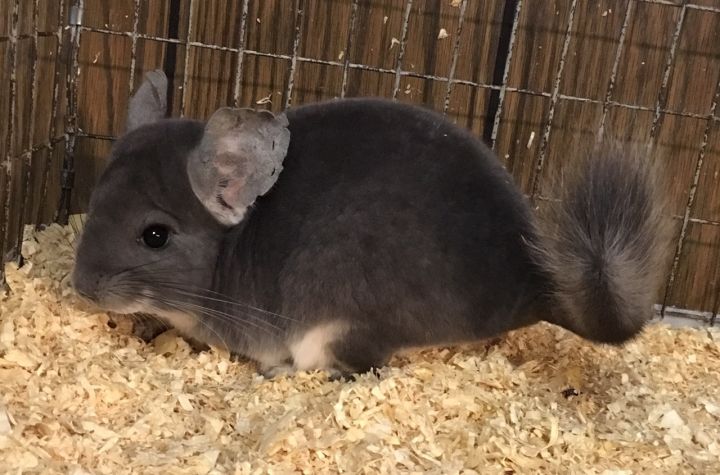 4 month old violet male chinchilla kit (baby) 3