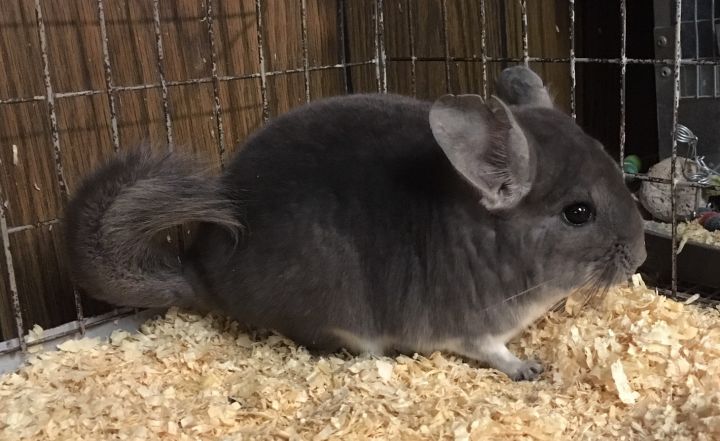 4 month old violet male chinchilla kit (baby) 4