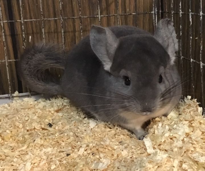 4 month old violet male chinchilla kit (baby) 5
