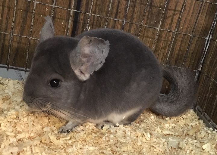 4 month old violet male chinchilla kit (baby) 6