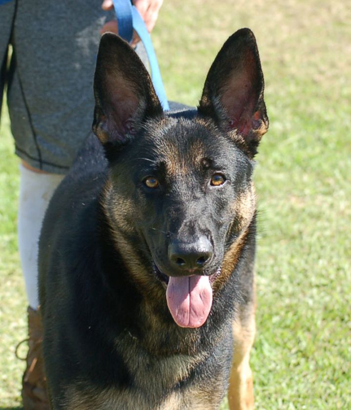 Dog For Adoption Benn Ad 01 17 20 A German Shepherd Dog In