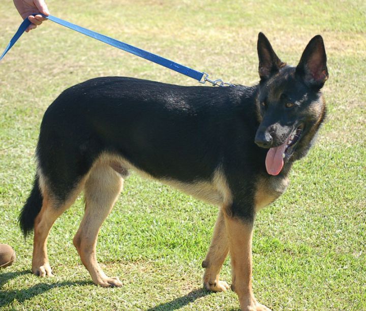 Dog For Adoption Benn Ad 01 17 20 A German Shepherd Dog In