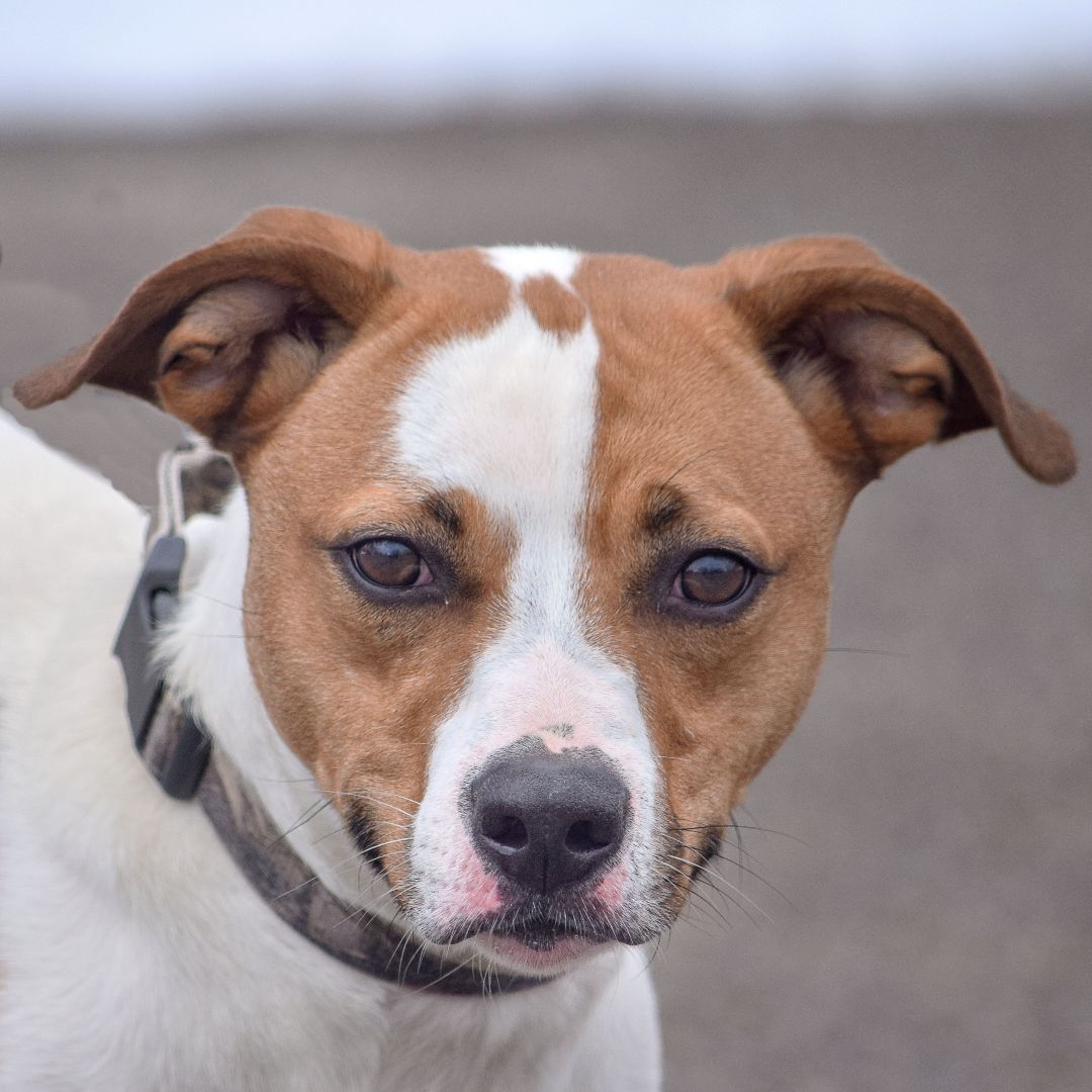 Ollie, an adoptable Greyhound, Yellow Labrador Retriever in Huntley, IL, 60142 | Photo Image 1