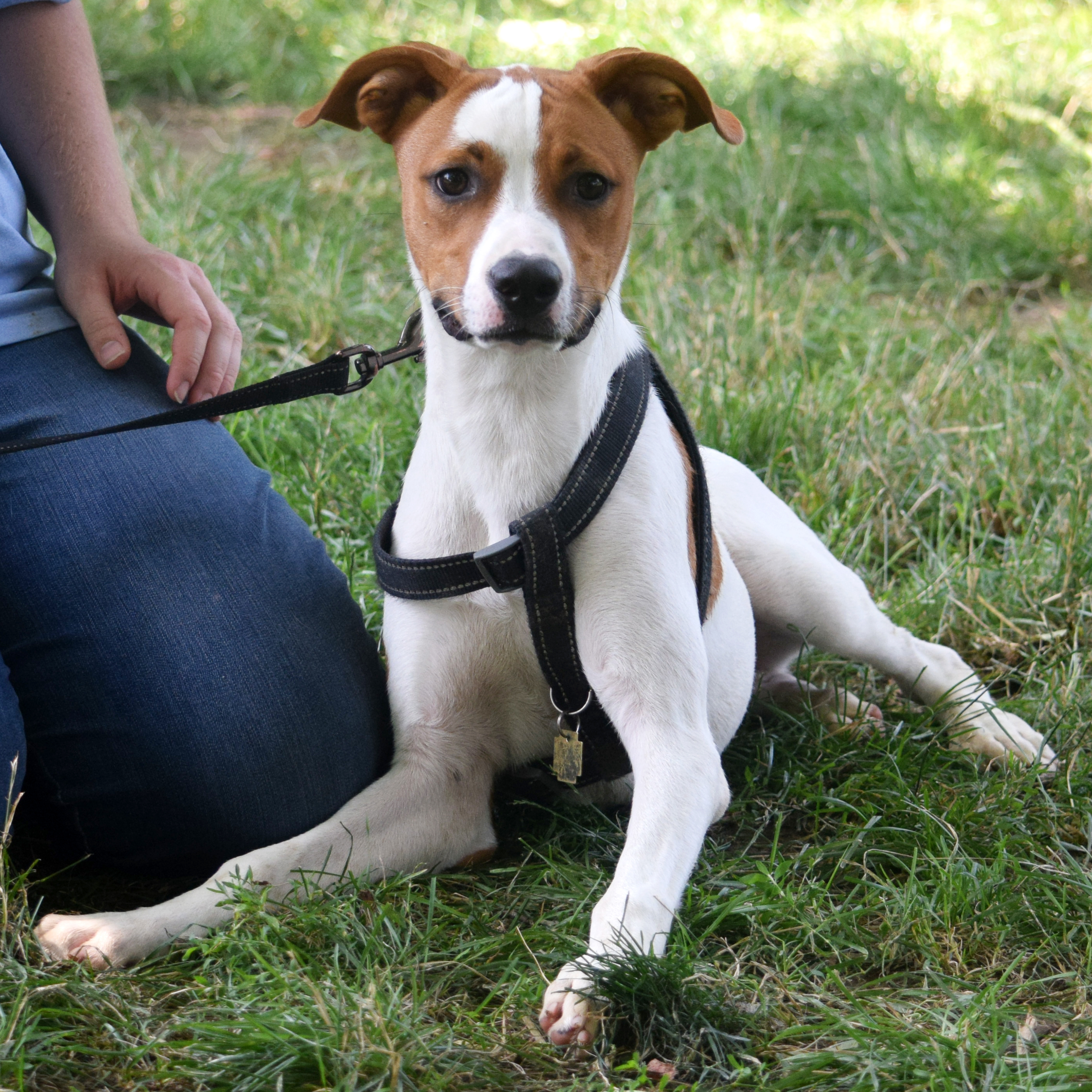Ollie, an adoptable Greyhound, Yellow Labrador Retriever in Huntley, IL, 60142 | Photo Image 2