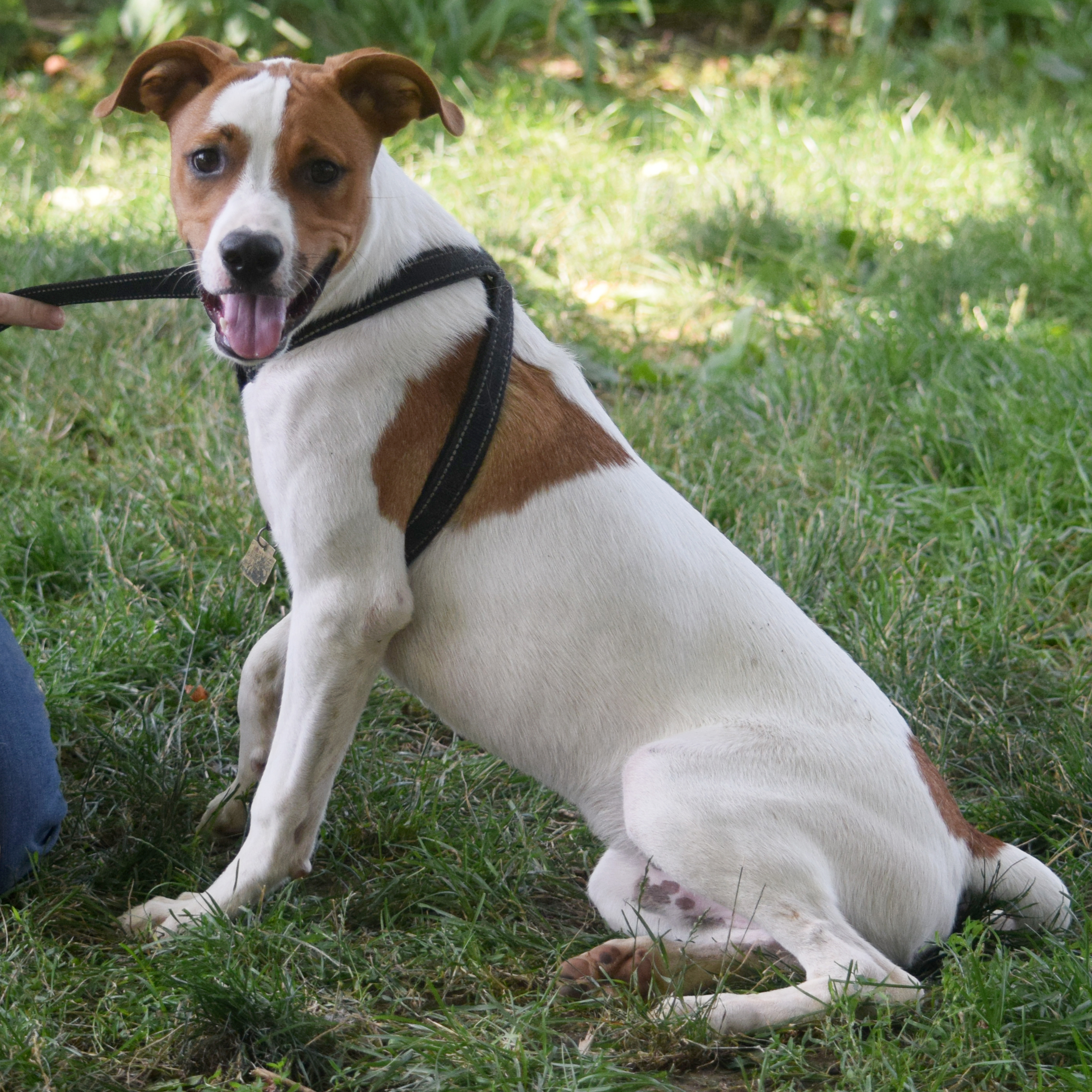 Ollie, an adoptable Greyhound, Yellow Labrador Retriever in Huntley, IL, 60142 | Photo Image 3