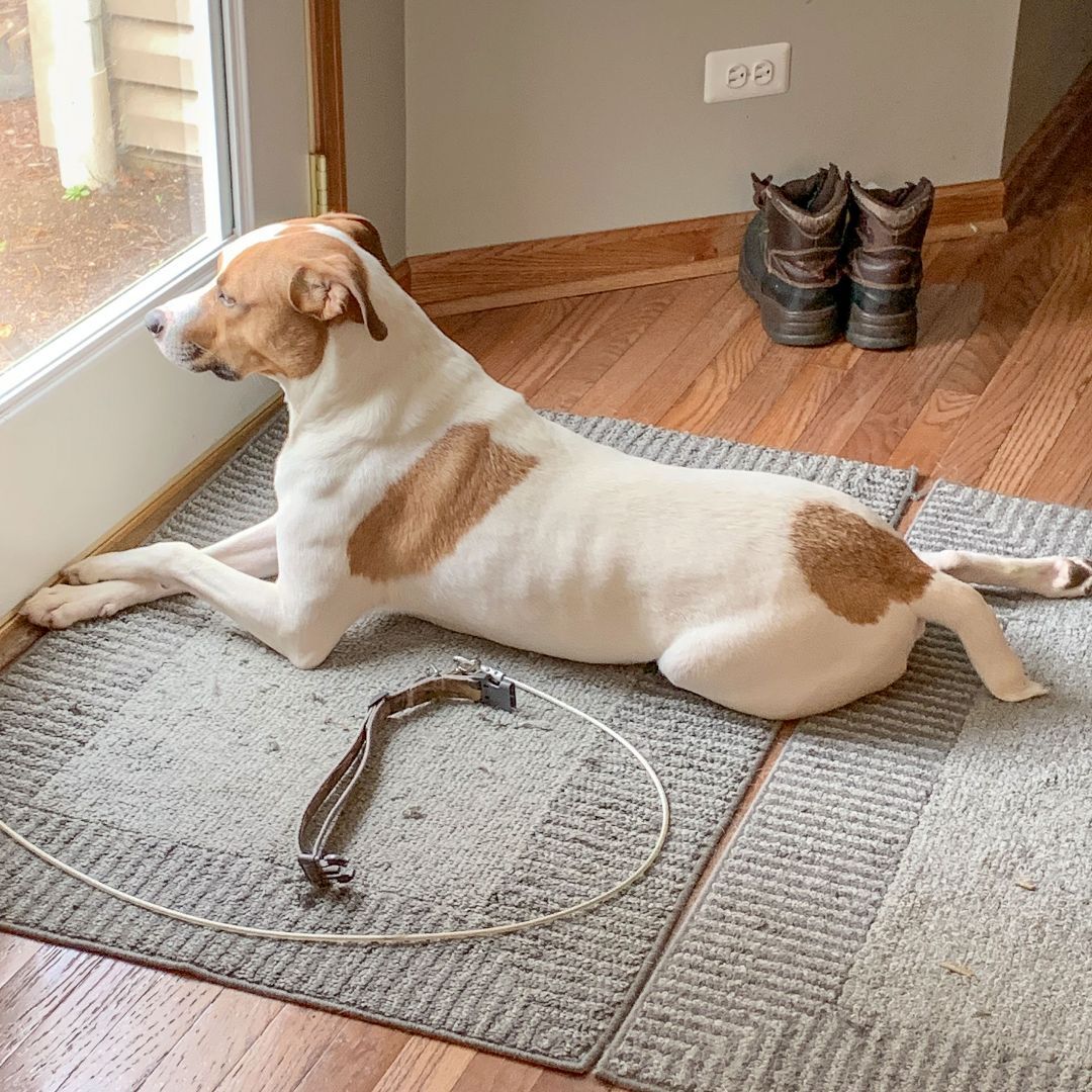 Ollie, an adoptable Greyhound, Yellow Labrador Retriever in Huntley, IL, 60142 | Photo Image 4