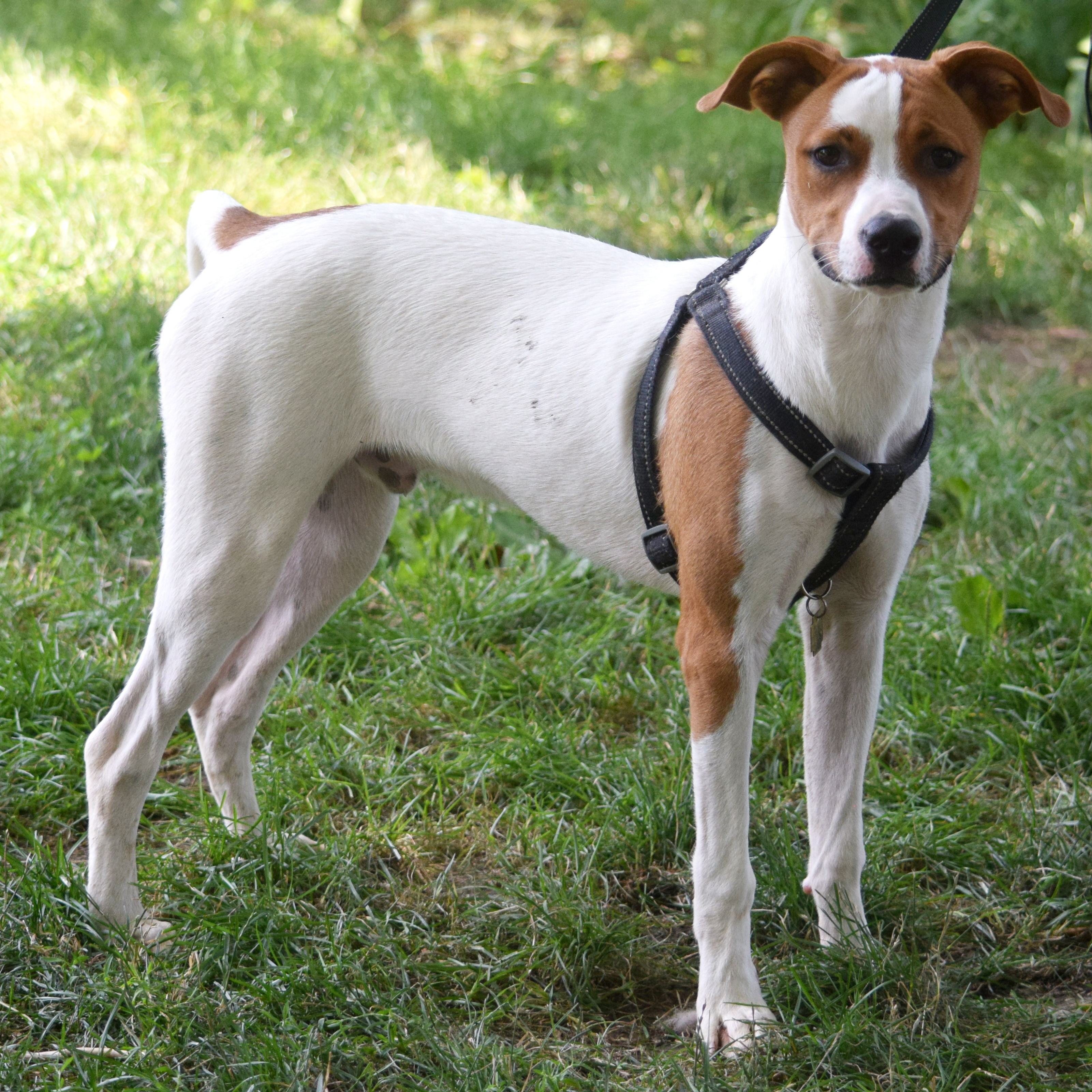 Ollie, an adoptable Greyhound, Yellow Labrador Retriever in Huntley, IL, 60142 | Photo Image 5