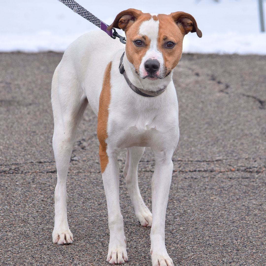 Ollie, an adoptable Greyhound, Yellow Labrador Retriever in Huntley, IL, 60142 | Photo Image 6