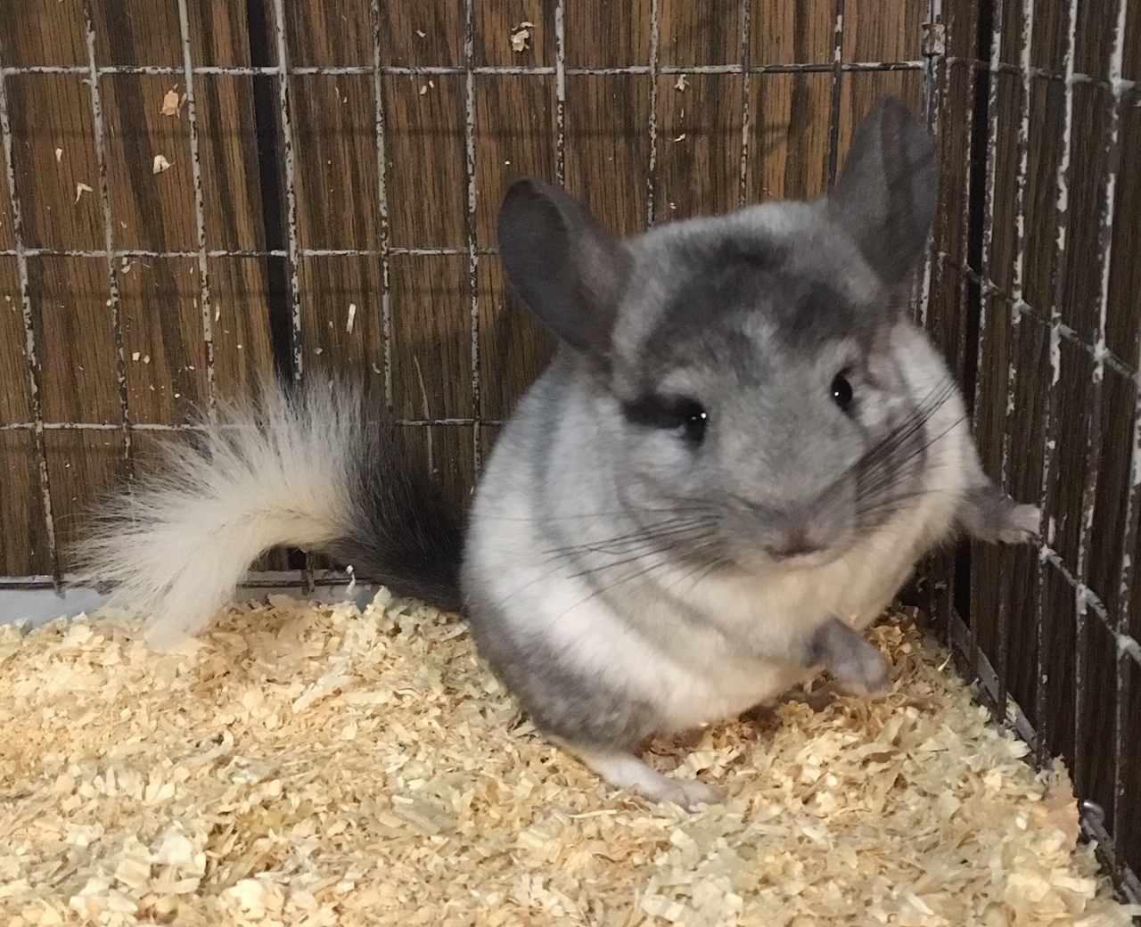 3 Month Old White Ebony Male Chinchilla Kit Baby detail page