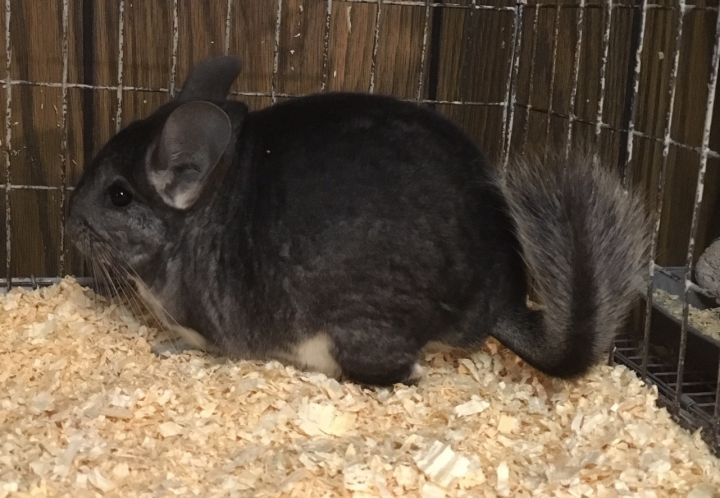 5.5 month old standard grey male chinchilla 2