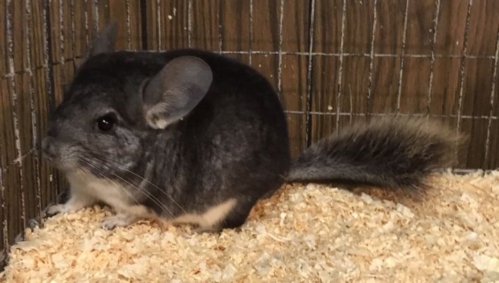 5.5 month old standard grey male chinchilla 3