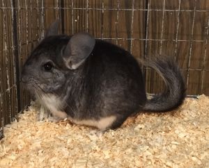 5.5 month old standard grey male chinchilla