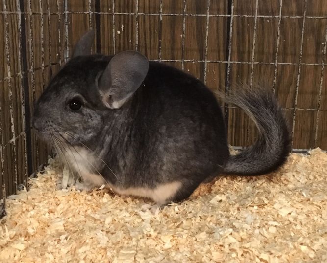5.5 month old standard grey male chinchilla