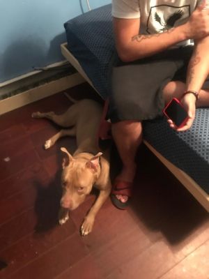 . Nice Dog in Trouble .