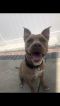 . Nice Dog in Trouble .