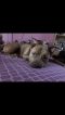 . Nice Dog in Trouble .