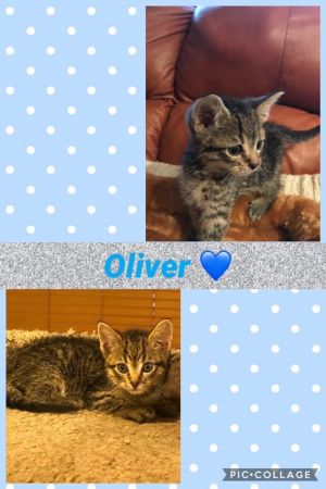 Baby Oliver