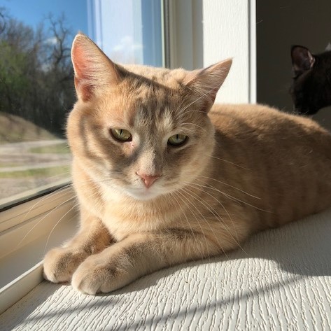 Julius, an adoptable Tabby in Geneseo, IL, 61254 | Photo Image 4