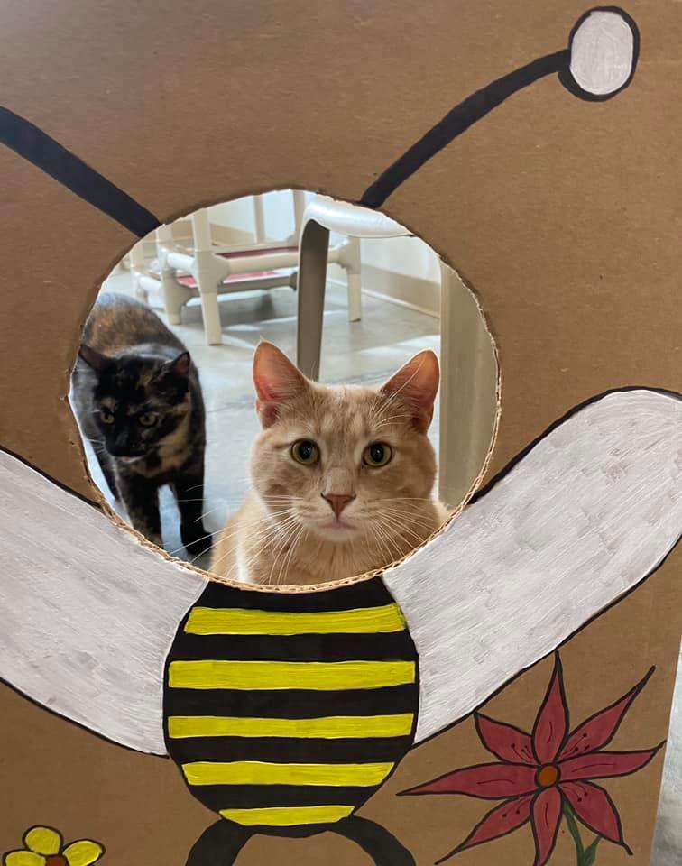 Julius, an adoptable Tabby in Geneseo, IL, 61254 | Photo Image 6