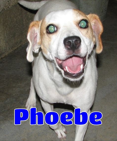 #171 Phoebe -sponsored
