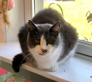 Penny, an adoptable Domestic Short Hair in Wells, ME, 04090 | Photo Image 2