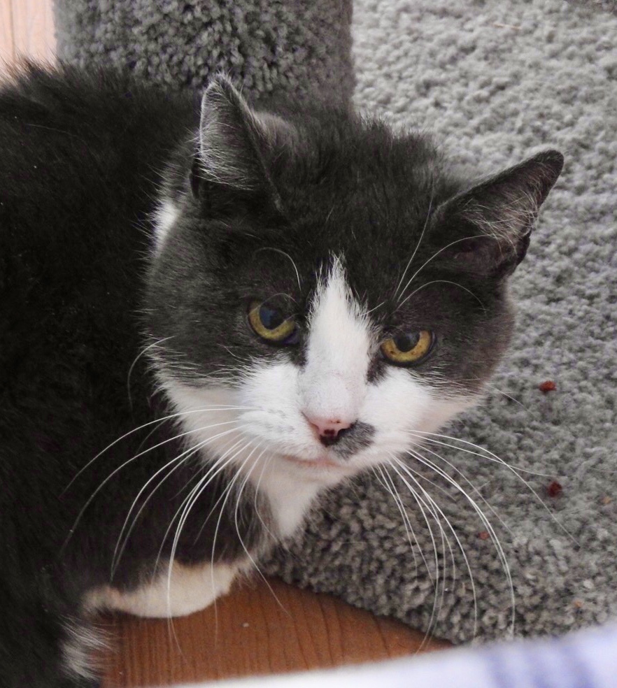 Penny, an adoptable Domestic Short Hair in Wells, ME, 04090 | Photo Image 1