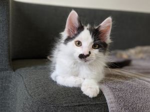 Gizmo