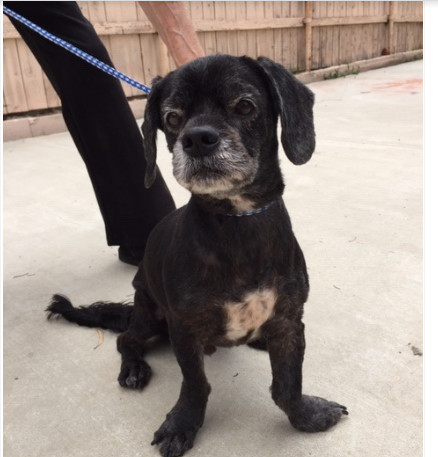 Dash, an adoptable Spaniel in Pasadena, CA, 91102 | Photo Image 1