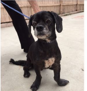 Urgent Courtesy Post This cute senior needs your help Dash is a 10-year-old Sp