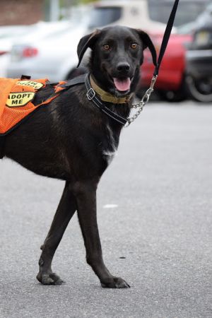 . Baku Russian Pointer .