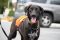 . Baku Russian Pointer .
