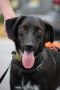 . Baku Russian Pointer .